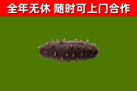 万荣烟酒回收干海参.jpg
